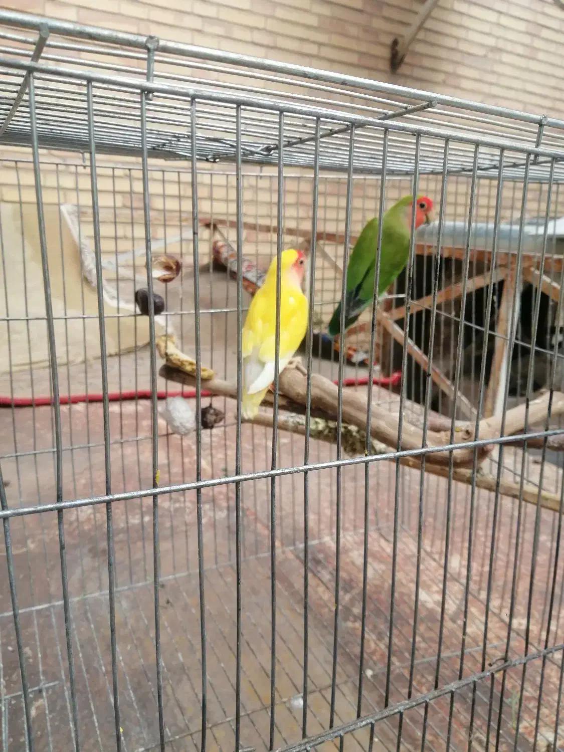 طوطی کوتوله برزیلی روی جوجه|پرنده|سیرجان, |دیوار