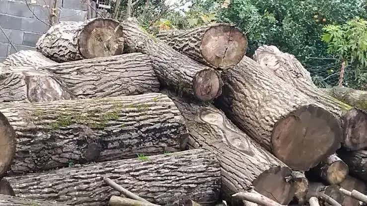 خرید چوب|خدمات باغبانی و درختکاری|ارومیه, |دیوار