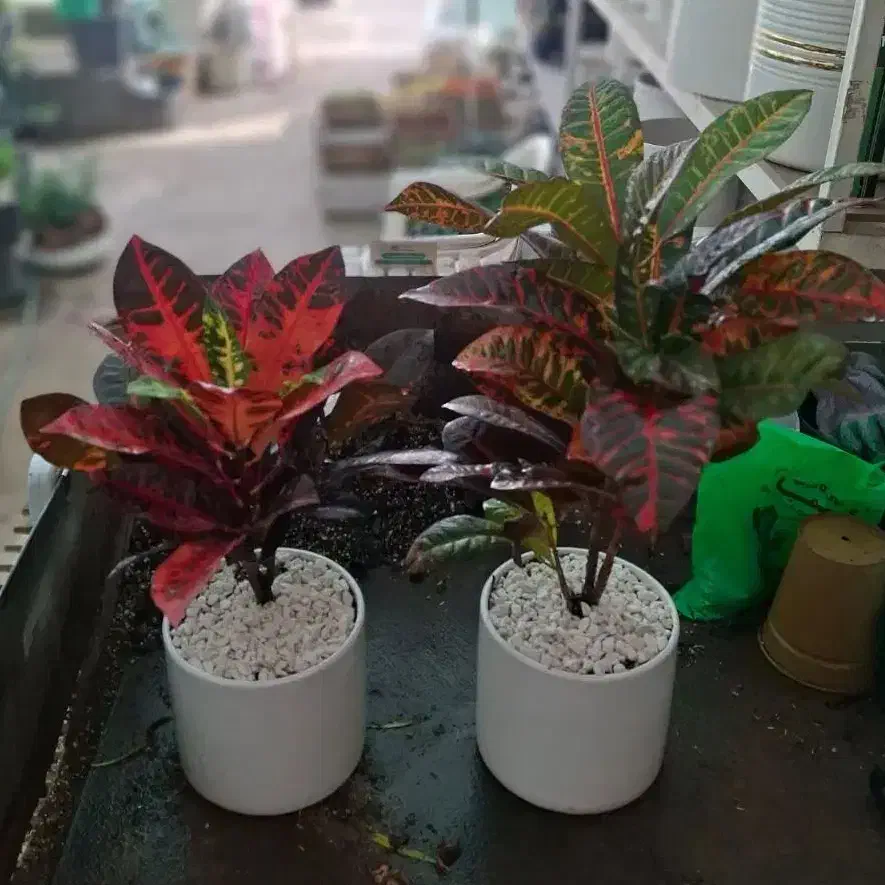 کروتون با گلدان سرامیکی|گل و گیاه طبیعی|مشهد, نیروی هوایی|دیوار