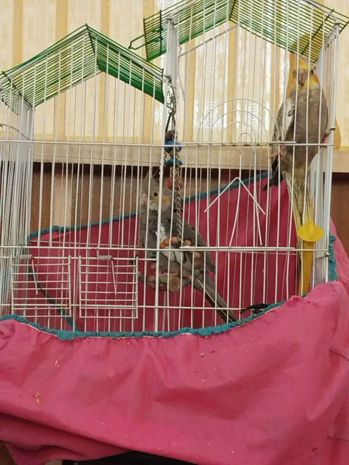 عروس هلندی|پرنده|بافق, |دیوار