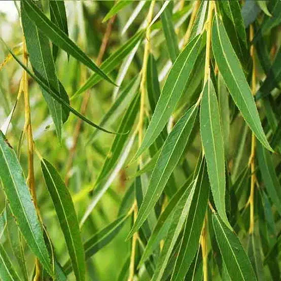 فروشگاه نهال|گل و گیاه طبیعی|قم, شهدا|دیوار