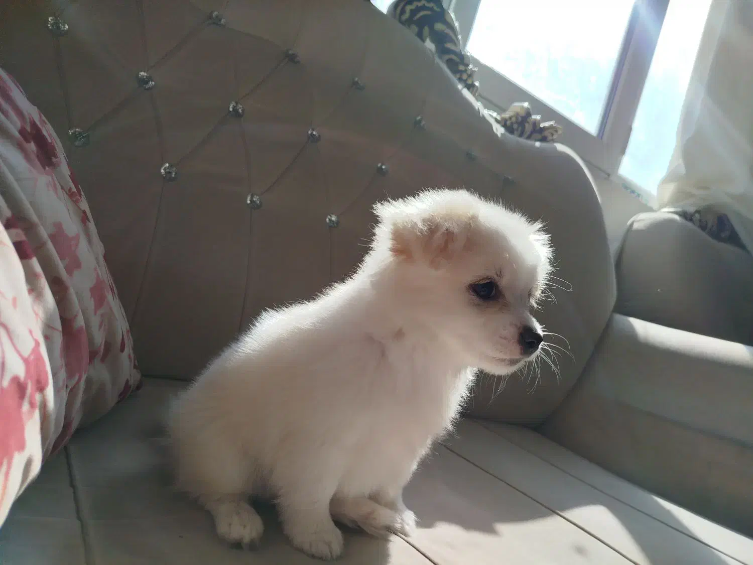 سگ پامر اشپیتز|سگ|صدرا-فارس, فاز ۱|دیوار