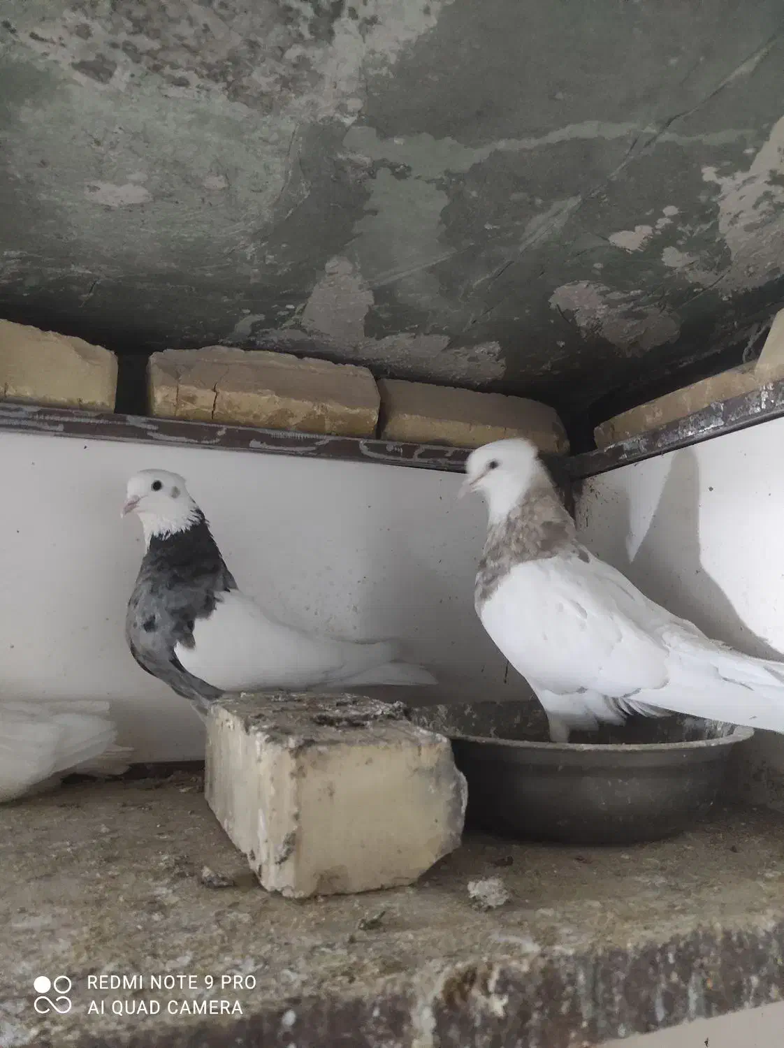 طوقی کرمانشاهی|پرنده|خواف, |دیوار