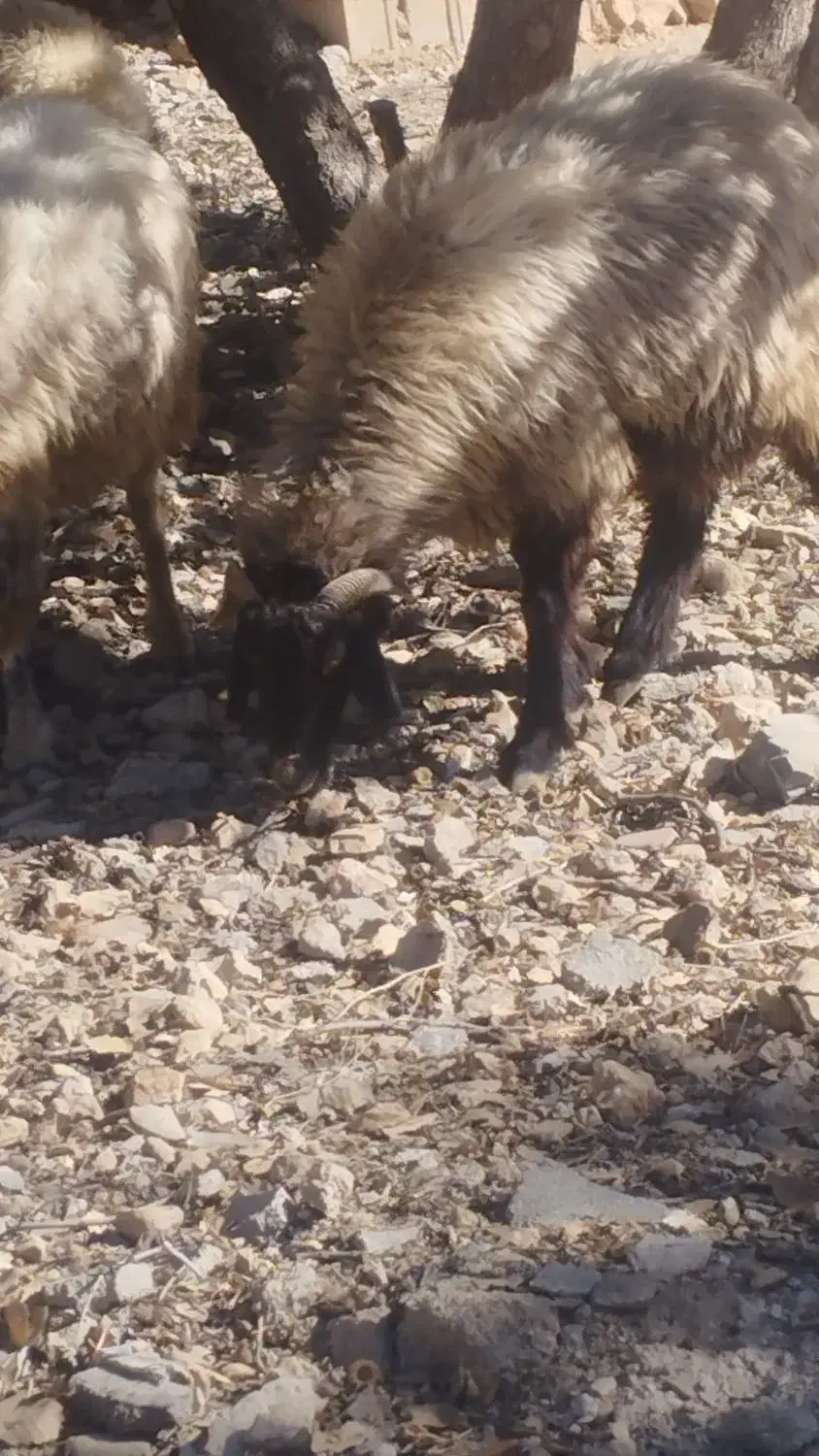 بزجوان خلج با کهره نر ومیش|حیوانات مزرعه|یاسوج, |دیوار