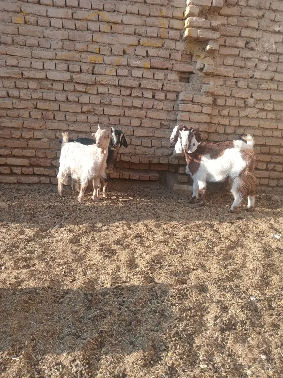 بزغاله|حیوانات مزرعه|جوادآباد, |دیوار