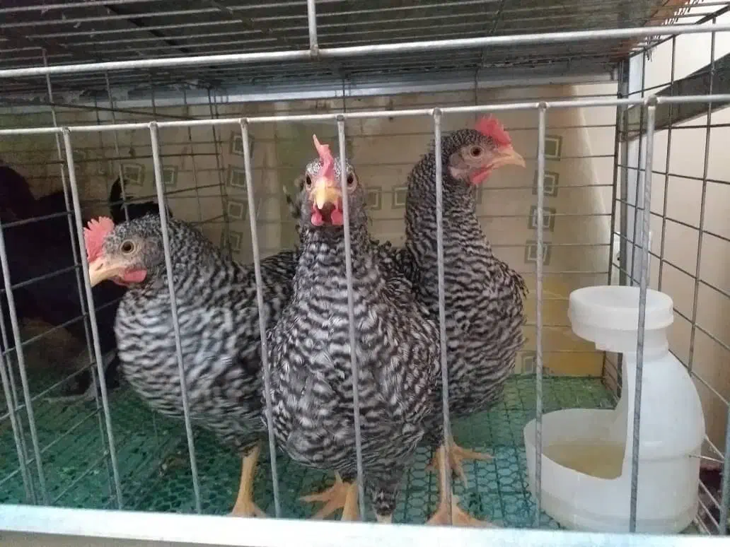 جوجه خروس آمروک و مرندی|حیوانات مزرعه|مشهد, حسابی جنوبی (شهرک غرب)|دیوار