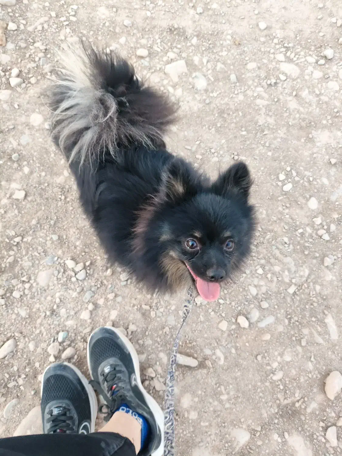 توله سگ پامرین گمشده|حیوانات|کوهسار (البرز), |دیوار