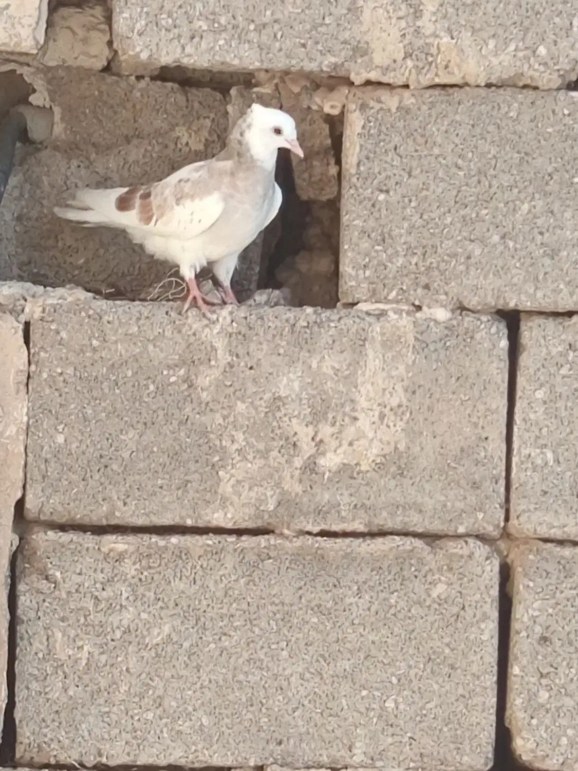 کفتر فوری|پرنده|مسجد سلیمان, |دیوار