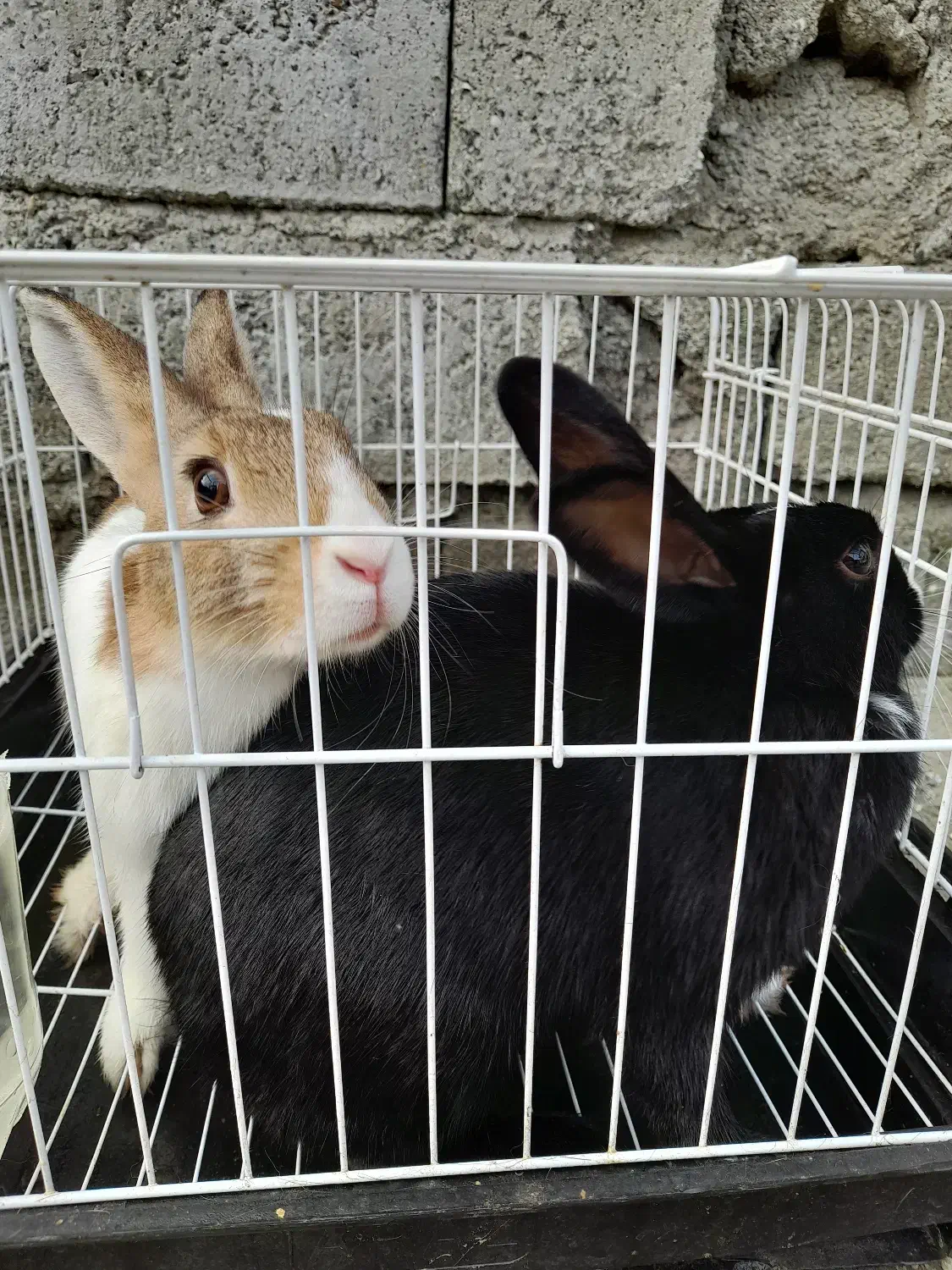 خرگوش اهلی|موش و خرگوش|حویق, |دیوار