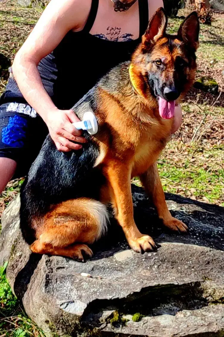 گرگی|سگ|کردکوی, |دیوار