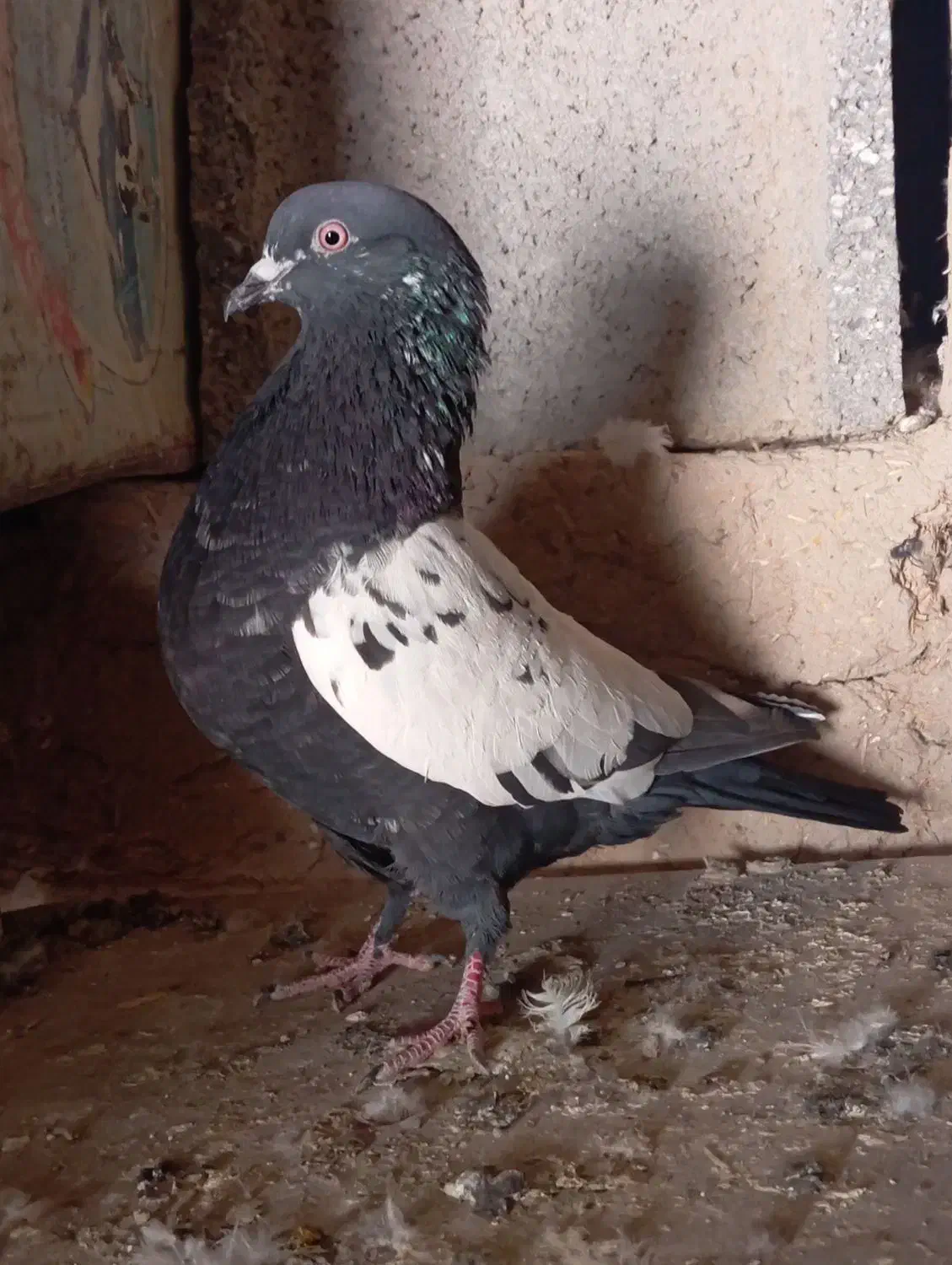 کبوتر سینه ای|پرنده|بروجن, |دیوار