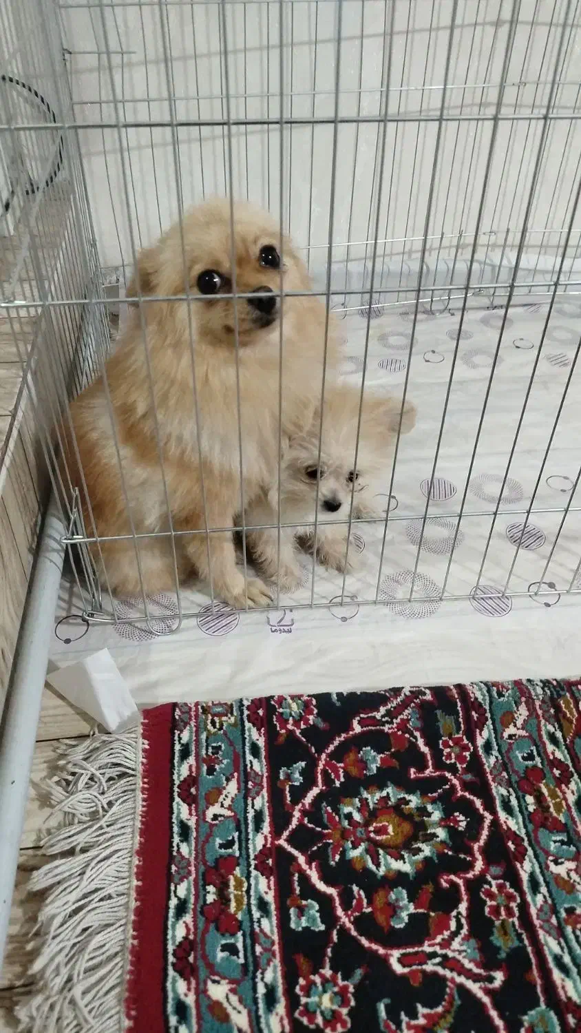 توله سگ پامرانین خرسی توله سگ پامرانین|سگ|نسیم‌شهر, |دیوار