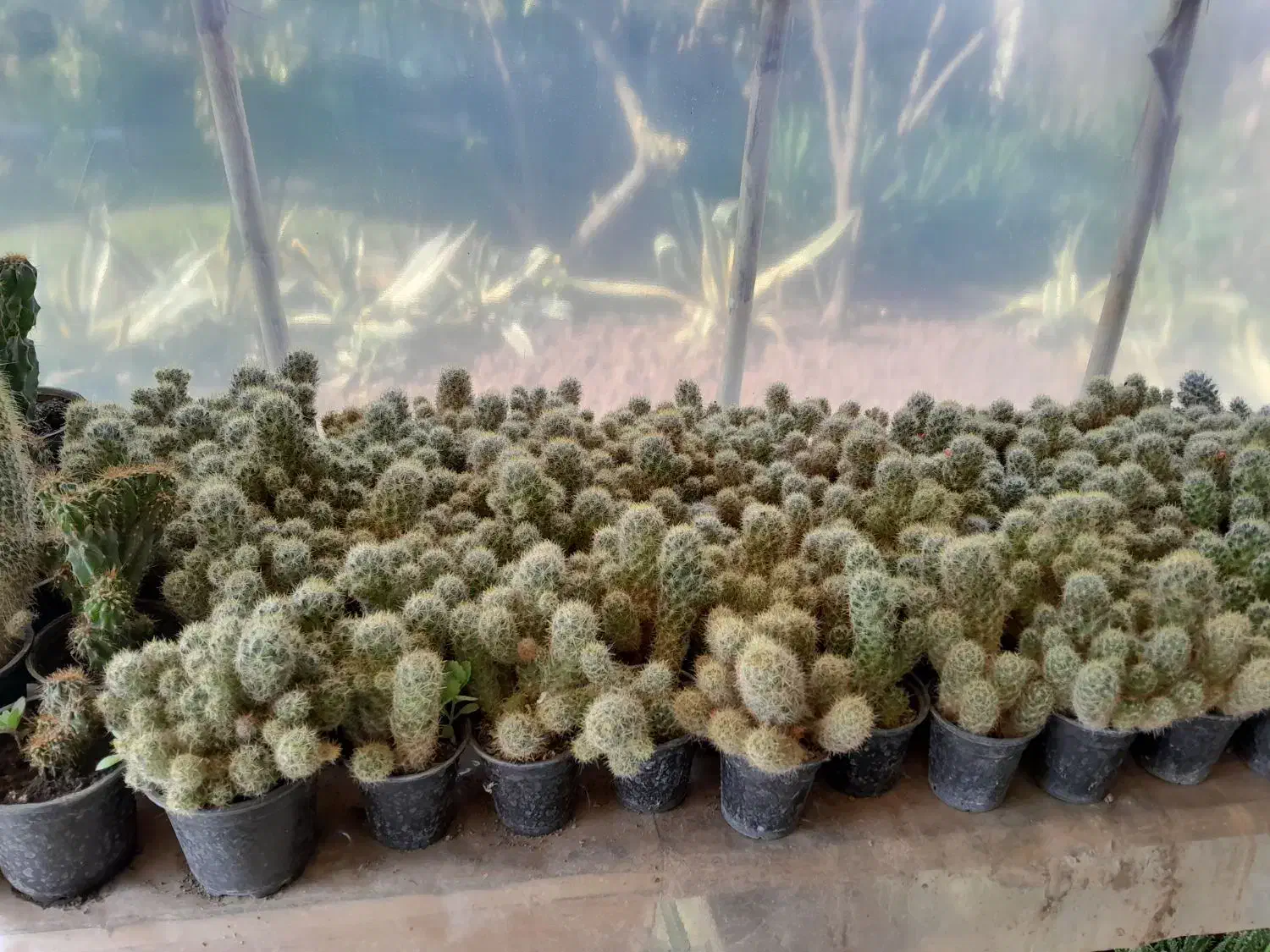 گلها ۲۰ تا ۳۰|گل و گیاه طبیعی|رودبنه, |دیوار