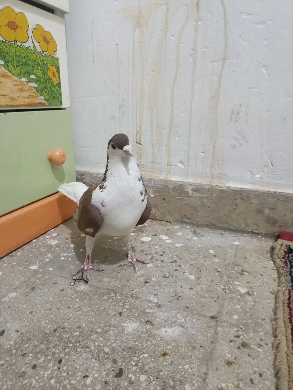 کفتر افغانی|پرنده|قرچک, قشلاق جیتو|دیوار