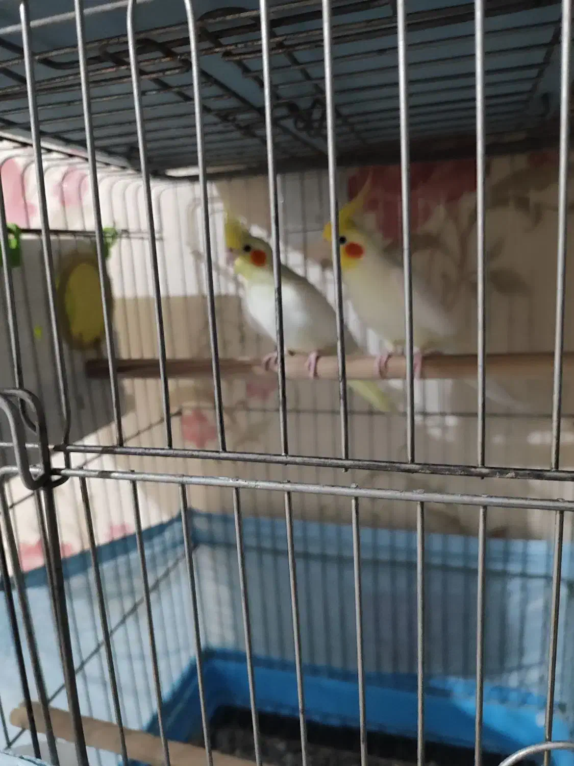 عروس هلندی  و جوجه عروس|پرنده|اراک, |دیوار