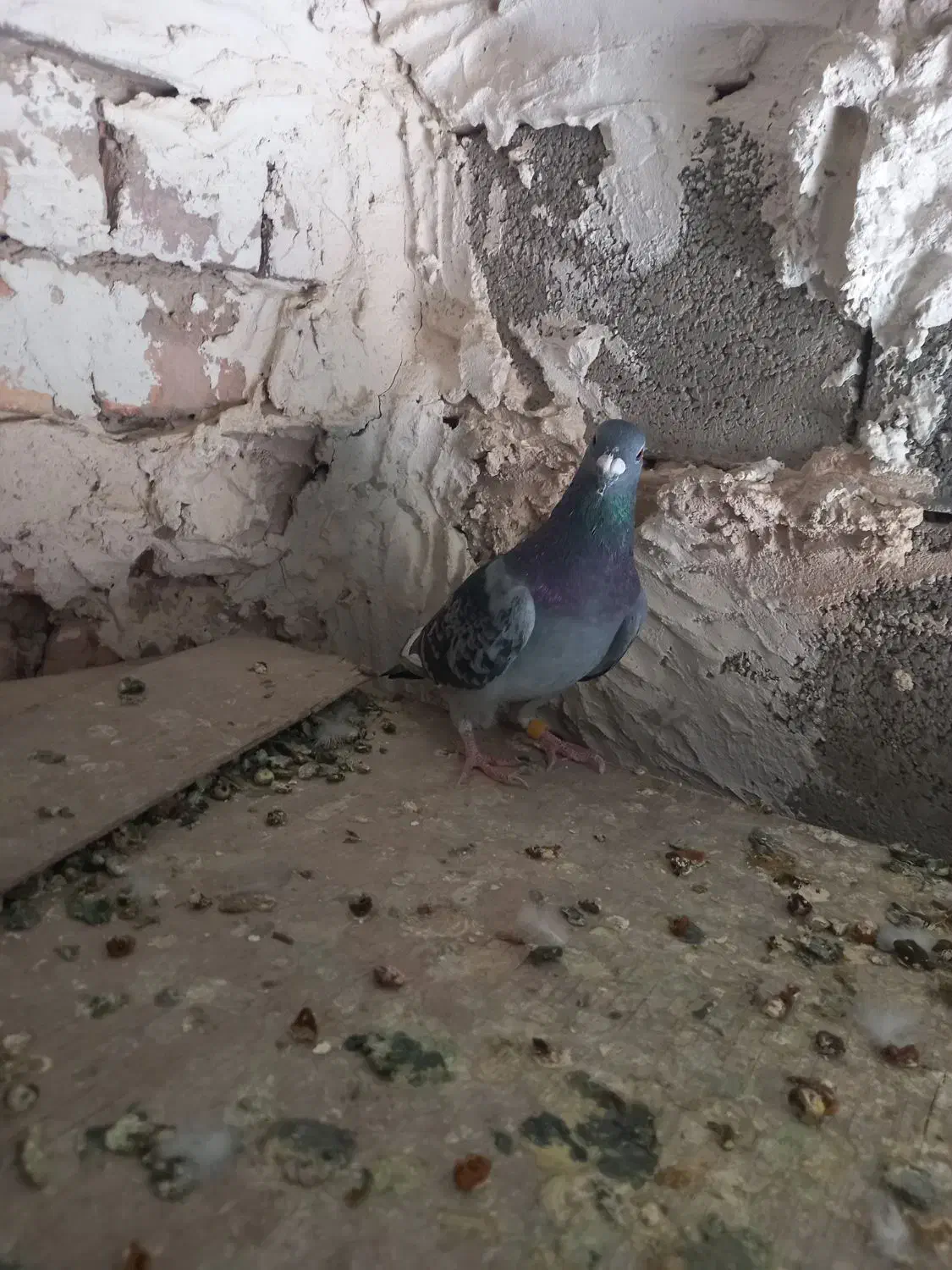 دوتا پلاکی هنوز یکی الا دوتا دیگه تا سر بندهوای|پرنده|مرودشت, کناره|دیوار