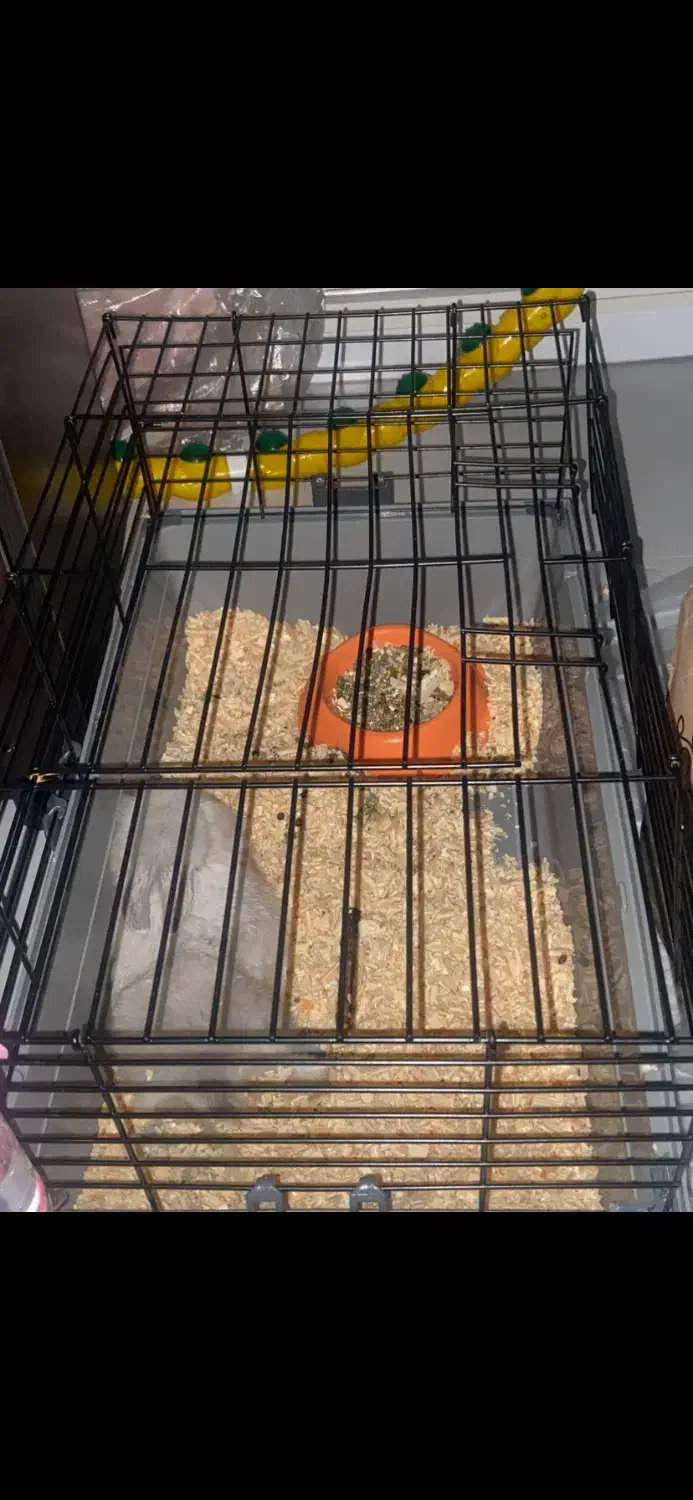 واگذاری خرگوش شیطون همراه با وسایل|موش و خرگوش|بندر انزلی, جهانگانی|دیوار