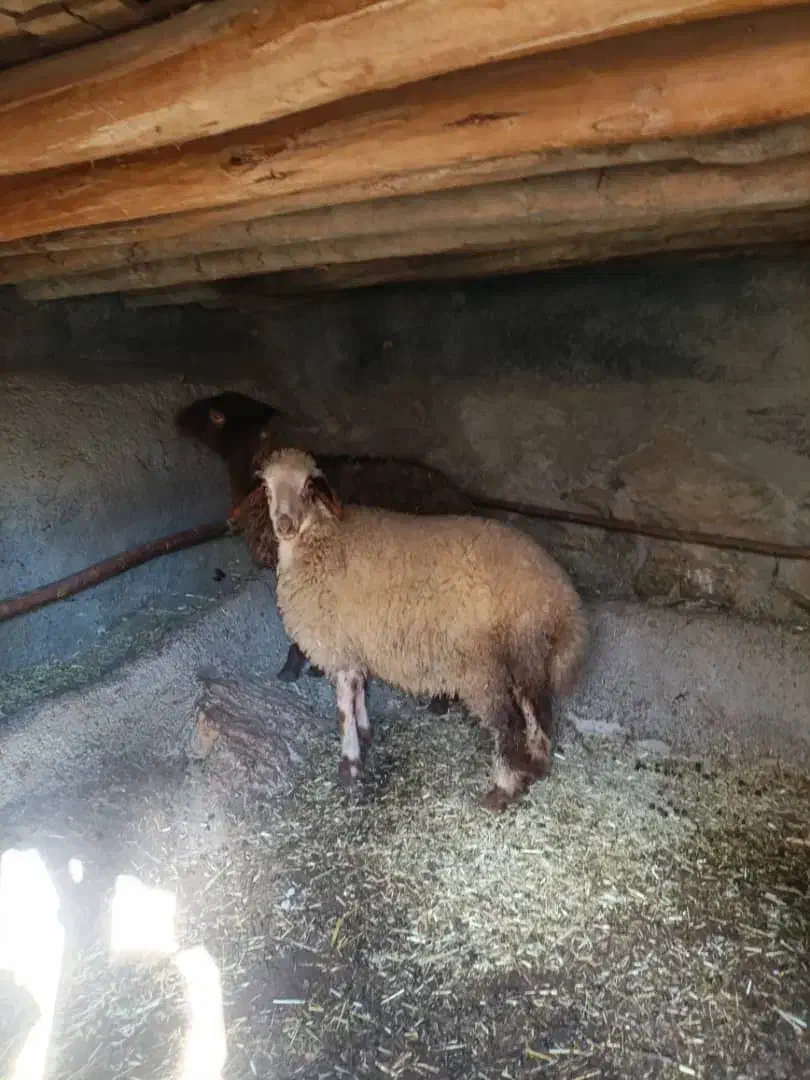 2عدد بره ماده سالم سرحال جفتی 20 ملیون|حیوانات مزرعه|مریوان, |دیوار