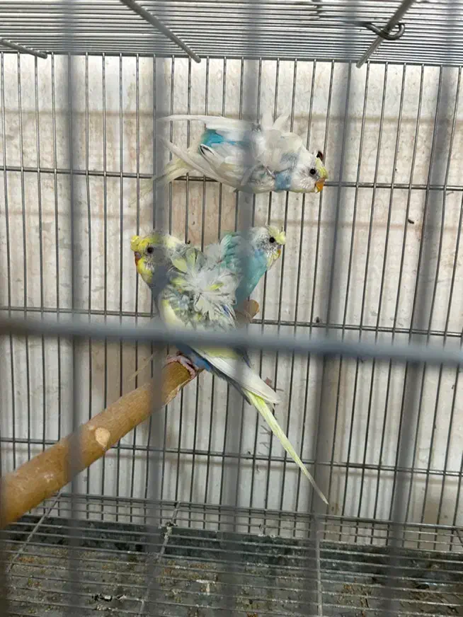 فروش وخریدارطوطی کاسکوملنگوشاه طوطی لوری عروس فنچ|پرنده|تهران, اتابک|دیوار