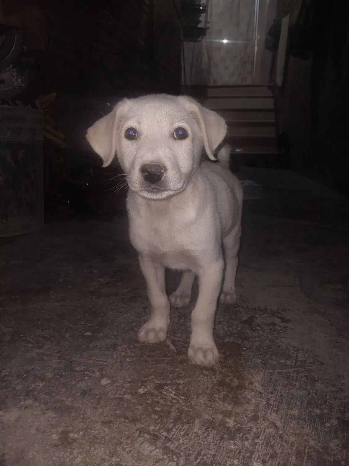 سگ پیتبول واگذاری|سگ|دزفول, |دیوار