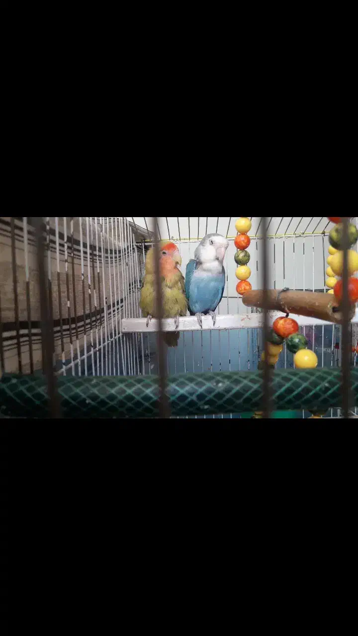 طوطی کوتوله دارای تخم فیروزهای نر زیتونی ماده|پرنده|اصفهان, امیرعرب|دیوار