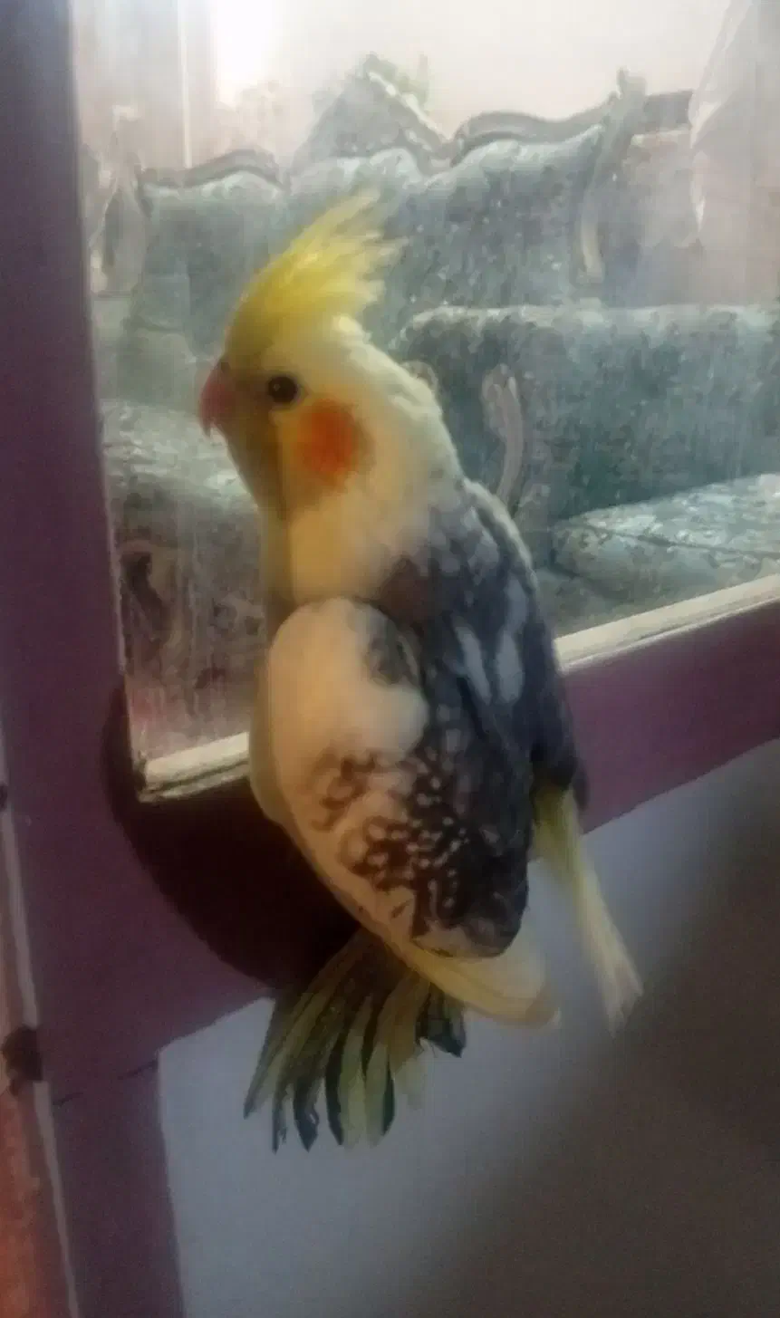 2 تا جوجه دستی چشم شرابی|پرنده|قم, جوی شور|دیوار