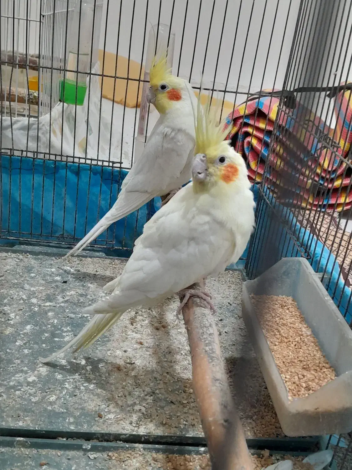 طوطی عروس لوتینو مولد|پرنده|شوشتر, |دیوار