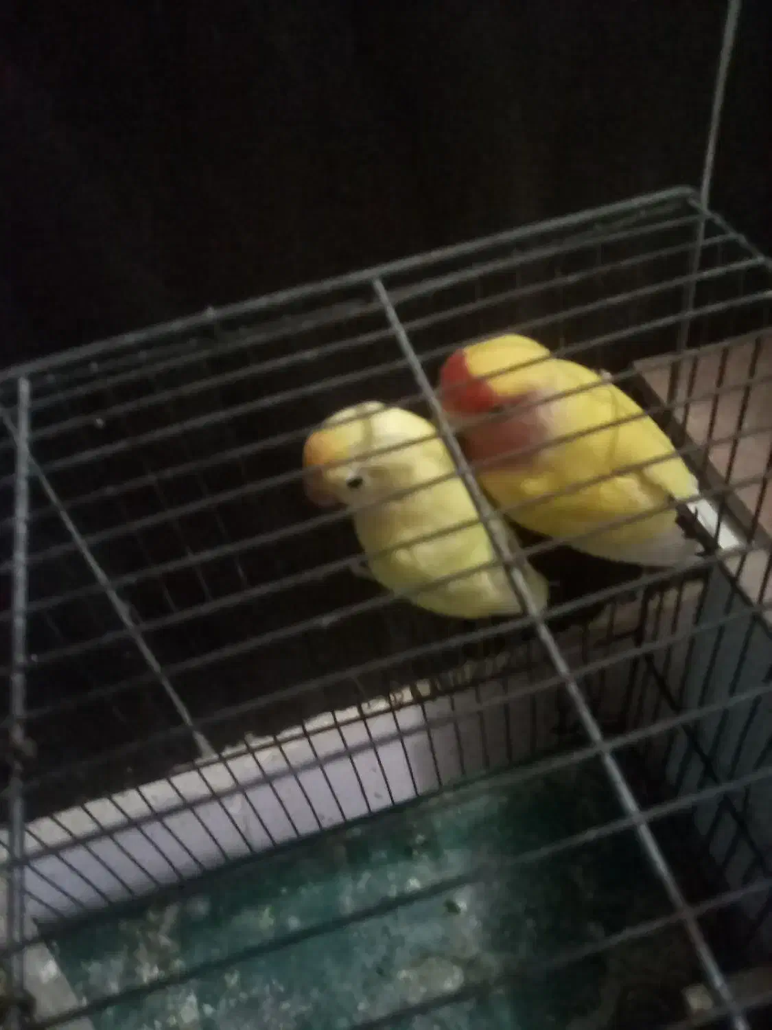 طوطی برزیلی جفت سرحال در حال تخم گذاری|پرنده|محمدیه-قزوین, |دیوار