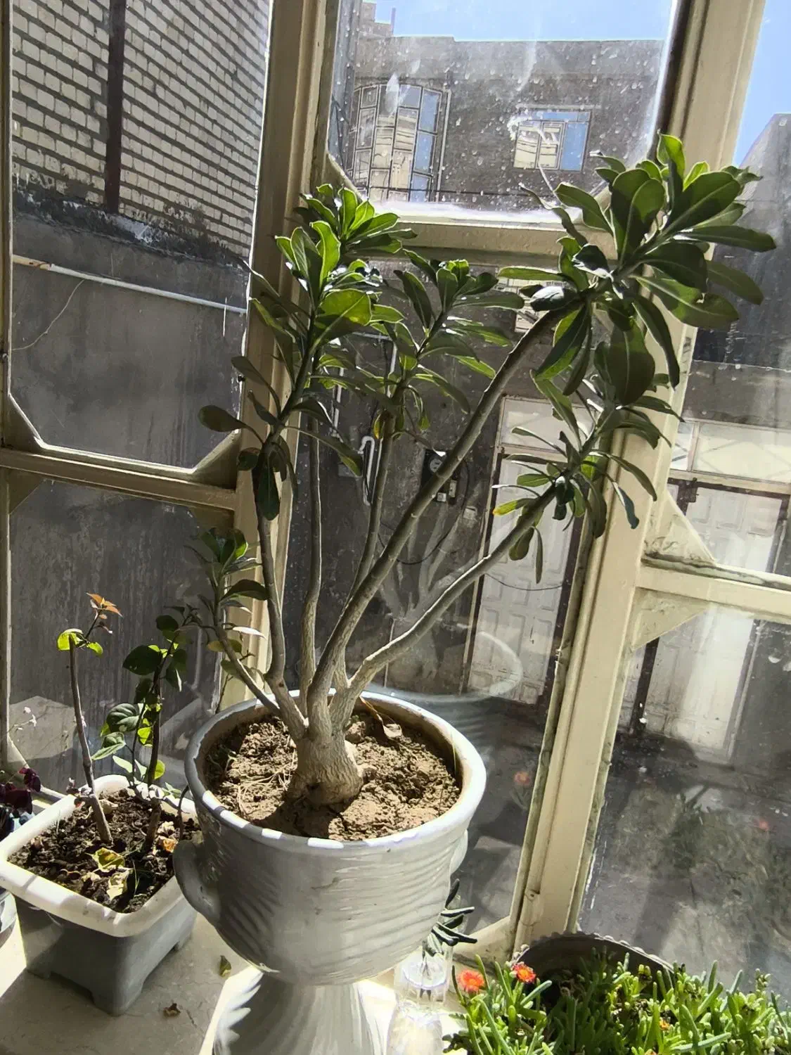 گل بونسای آدنیوم|گل و گیاه طبیعی|میاندوآب, |دیوار