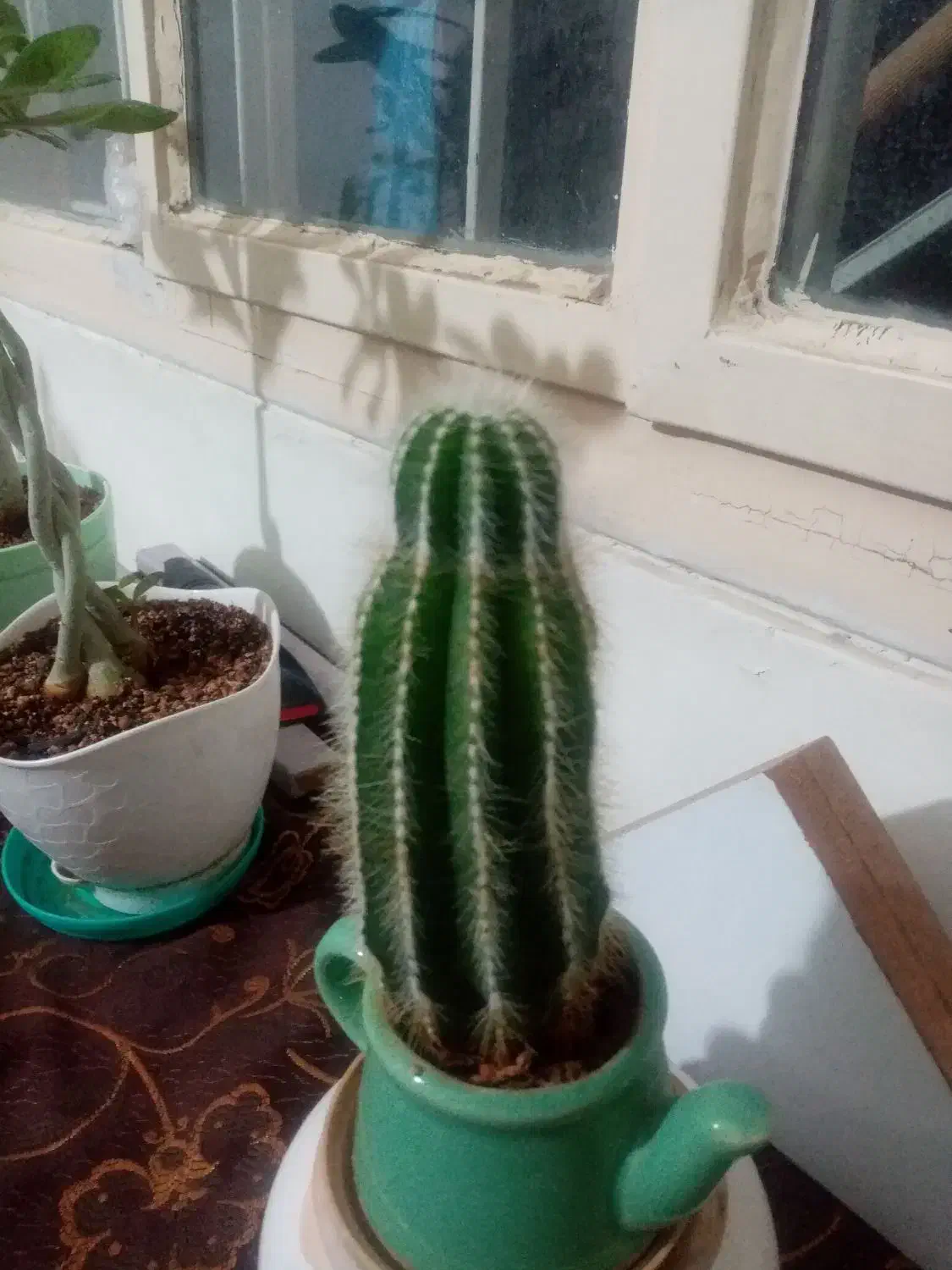 گل کاکتوس زیبا و درختچه فردوس|گل و گیاه طبیعی|سنندج, |دیوار