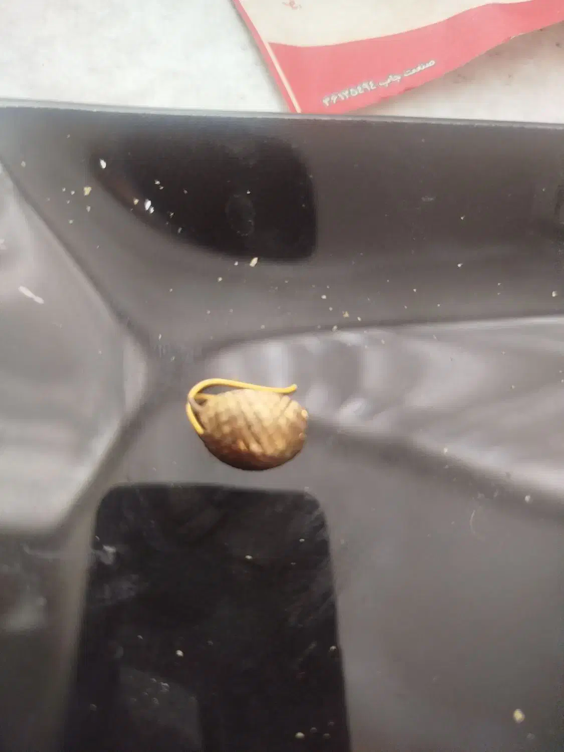 گوشواره طلا|جواهرات|قرچک, مهدیه|دیوار