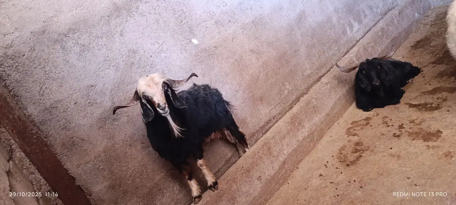 بز نر|حیوانات مزرعه|ایلام, |دیوار