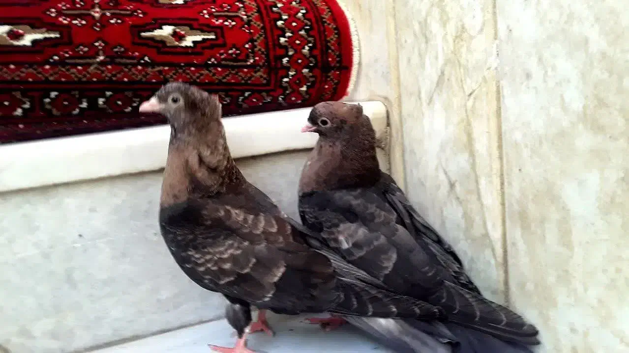 کبوتر کفتر سوسنی زاغ سرخ ابادانی چشم ونوک|پرنده|شهرضا, |دیوار