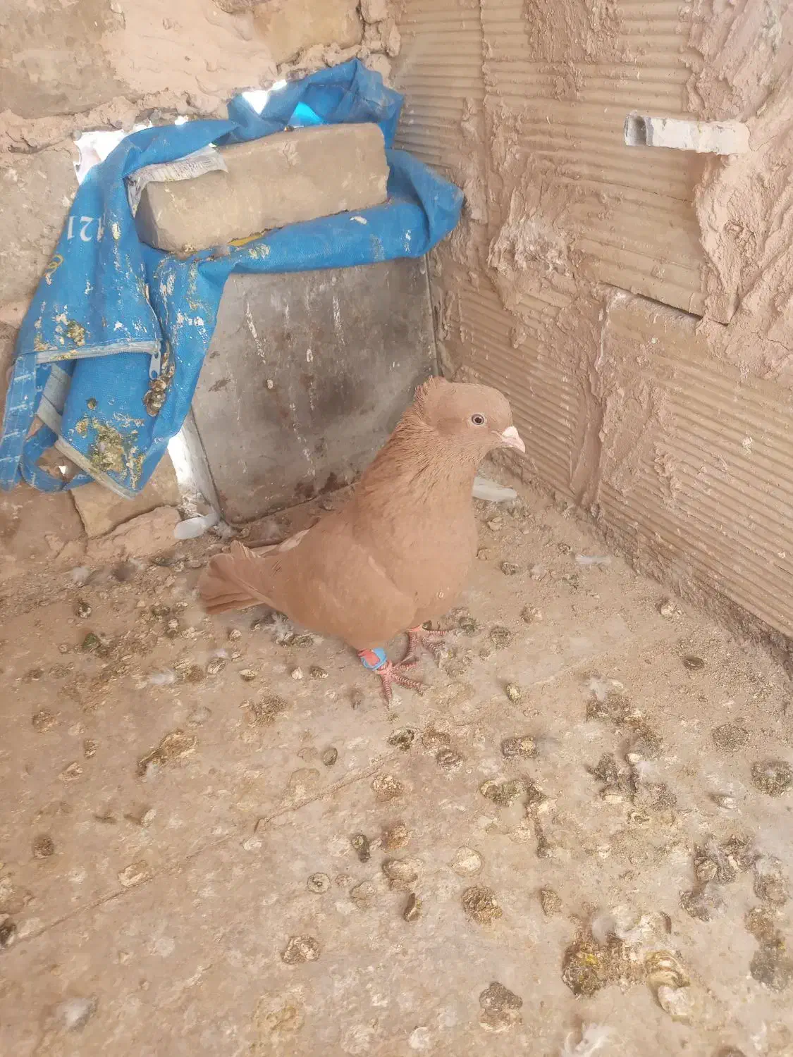 زرد کاکلی نر|پرنده|سبزوار, شهرک ابوذر|دیوار