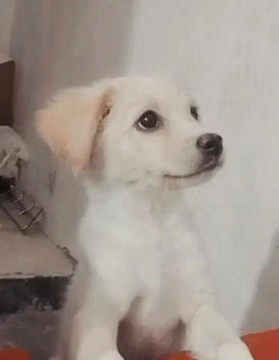 سگ پشمالو نژاد دار واگذاری|سگ|آبادان, |دیوار