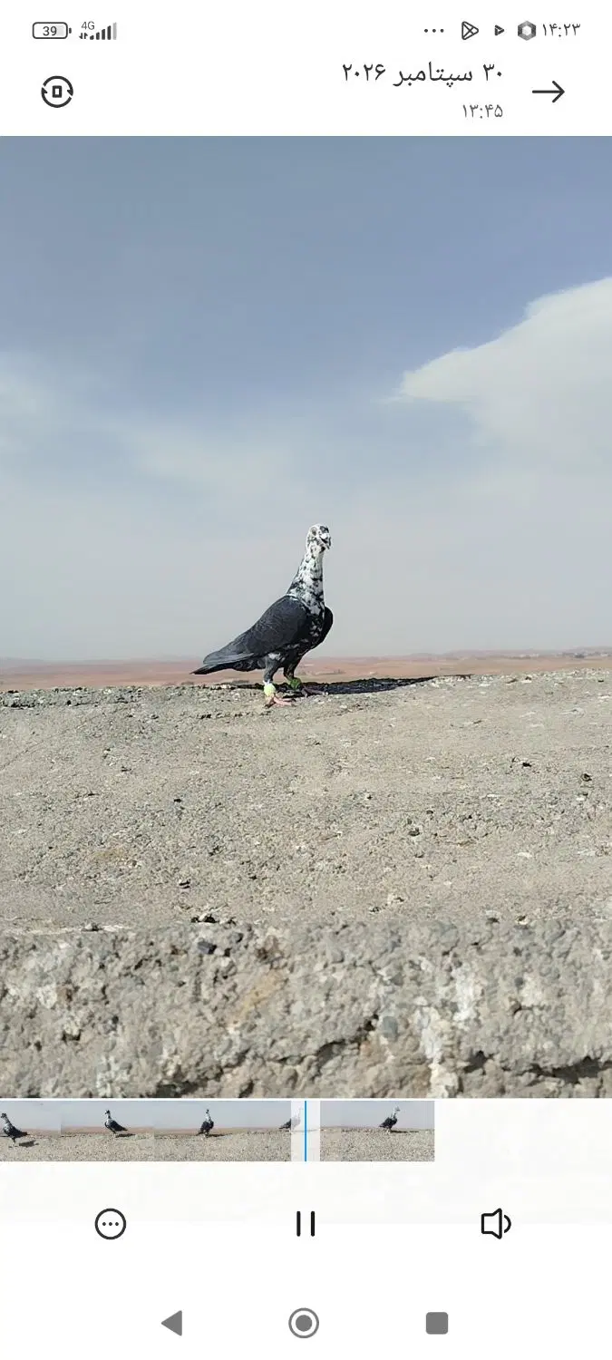 بزک|پرنده|مشهد, کوی پلیس|دیوار