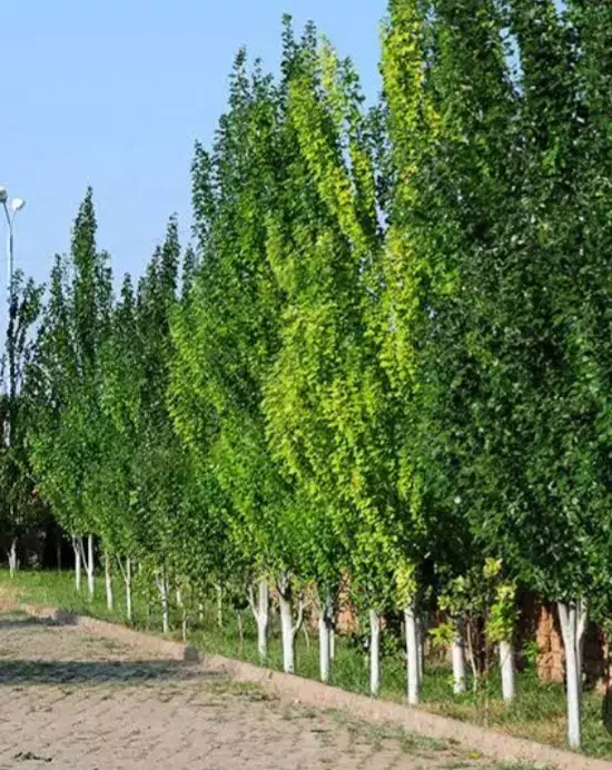 نهال صنوبر نیگرا ، درخت صنوبر، گلخانه نهالستان|گل و گیاه طبیعی|مشهد, خواجه ربیع|دیوار