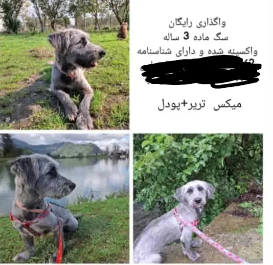 واگذاری سگ|سگ|تهران, جنتآباد جنوبی|دیوار