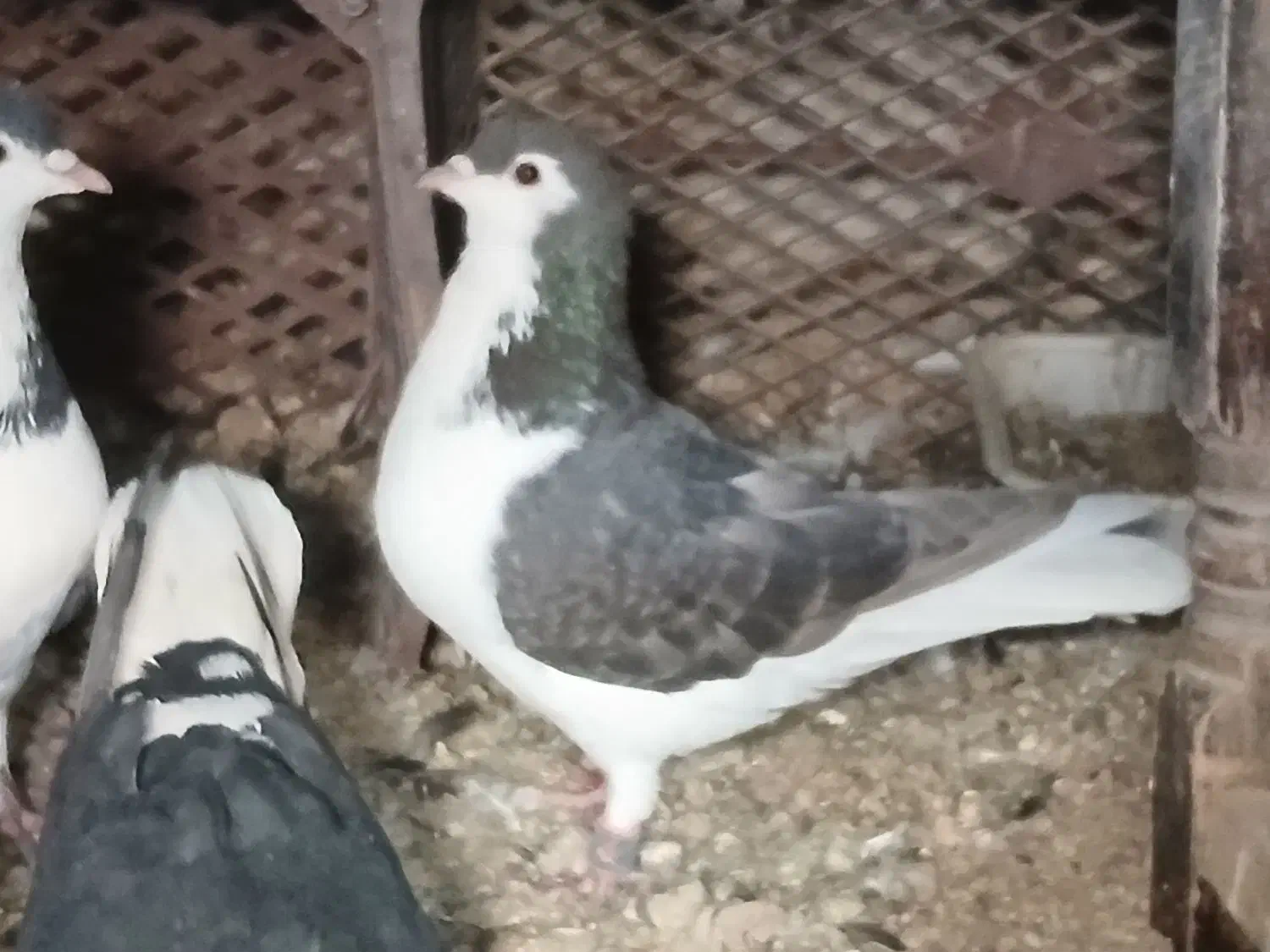 کبوتر|پرنده|شاهرود, |دیوار