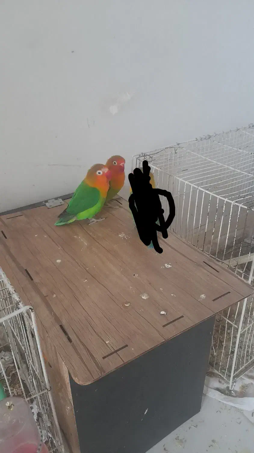 کوتوله برزیلی|پرنده|شاندیز, |دیوار