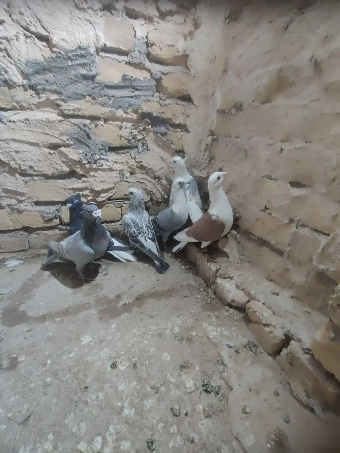 شش‌تاگفترپشتارترک‌داردرجه‌یک‌‌پرشی|پرنده|تربت‌حیدریه, چهارراه خواف|دیوار