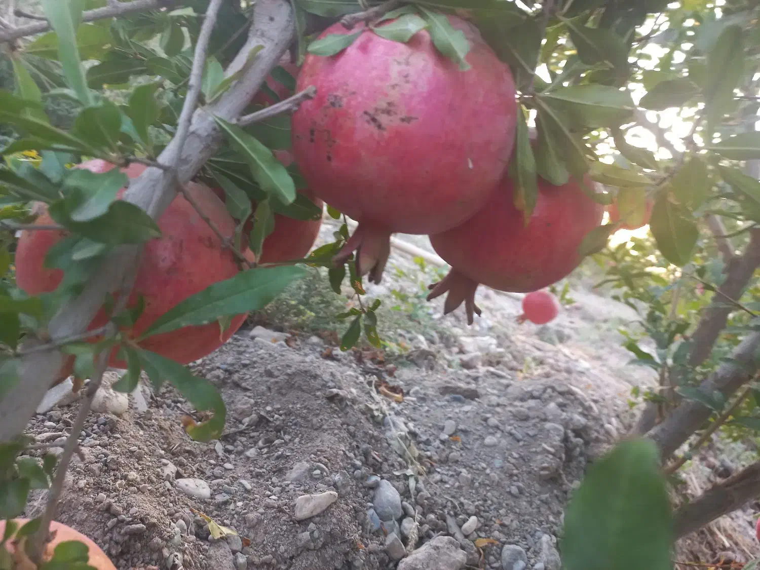 ۵۰۰ متر باغ انار محمودآباد اجاره داده میشود|اجارهٔ دفتر صنعتی، کشاورزی، تجاری|ساوه, |دیوار