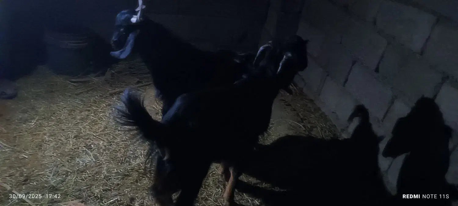 فروش دو عدد تروشت|حیوانات مزرعه|بمپور, |دیوار