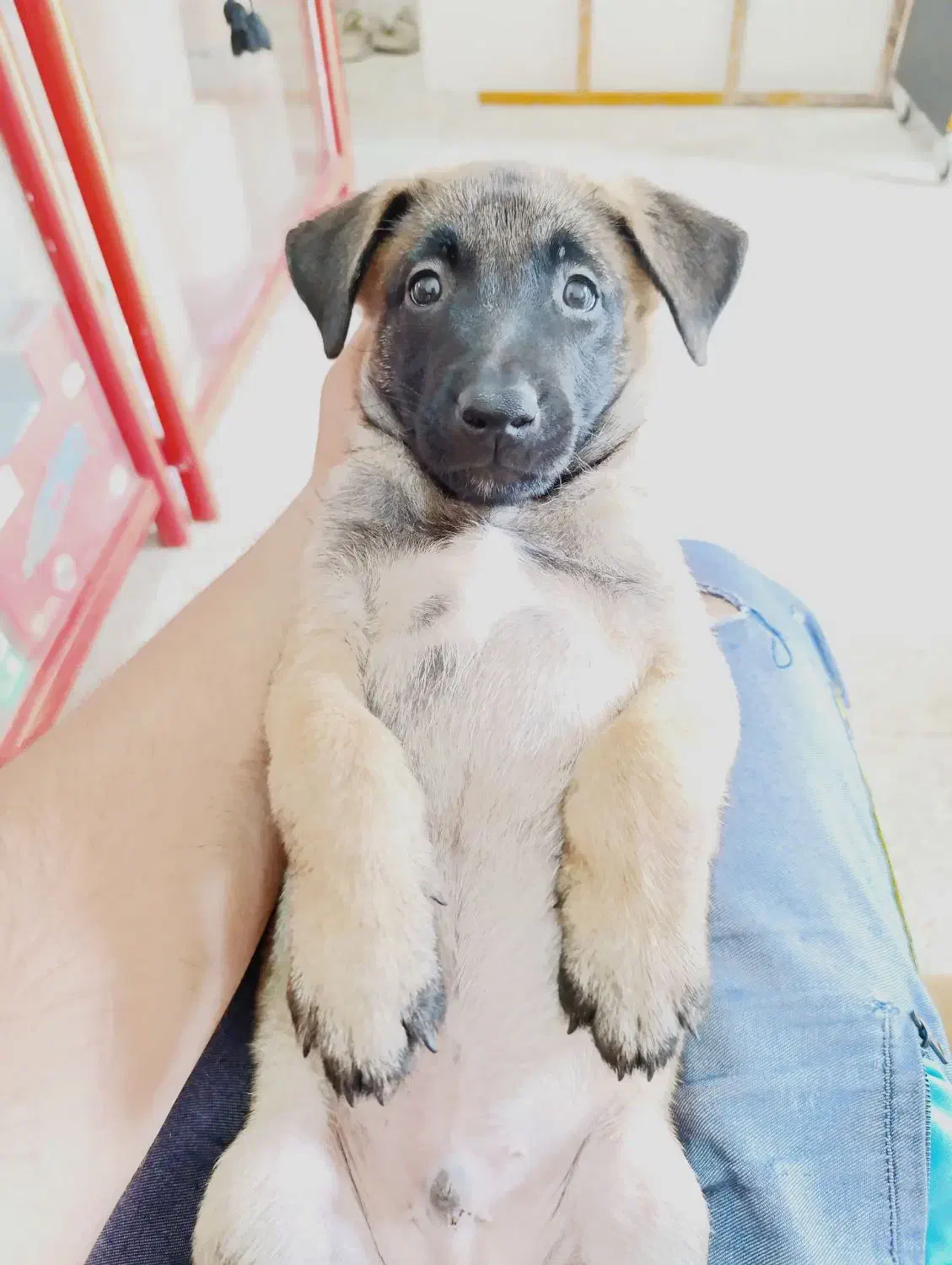 واگذاری توله مالینویز|سگ|تهران, زعفرانیه|دیوار