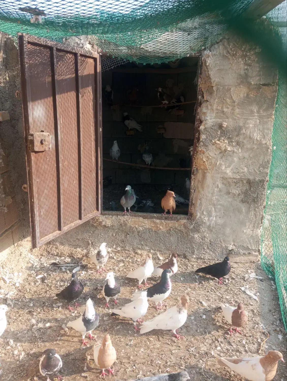 رنگی/هندیجان|پرنده|بندر ماهشهر, |دیوار