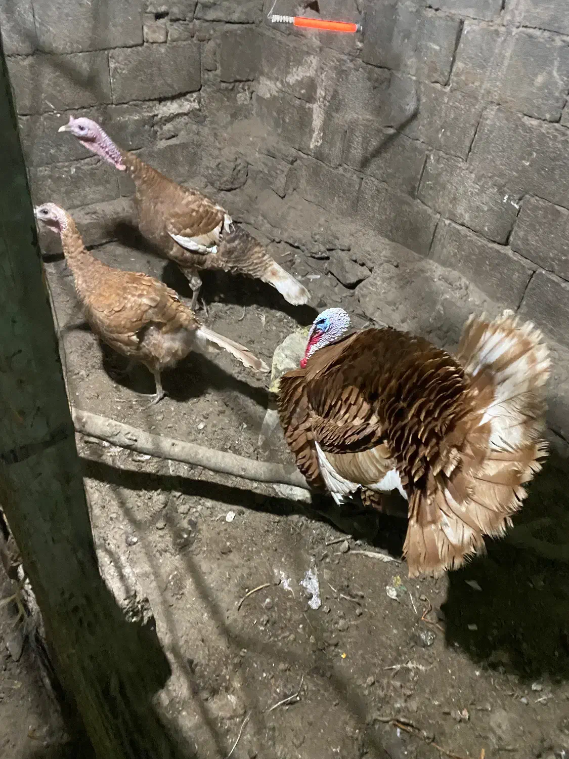 بوقلمون|حیوانات مزرعه|اردبیل, |دیوار