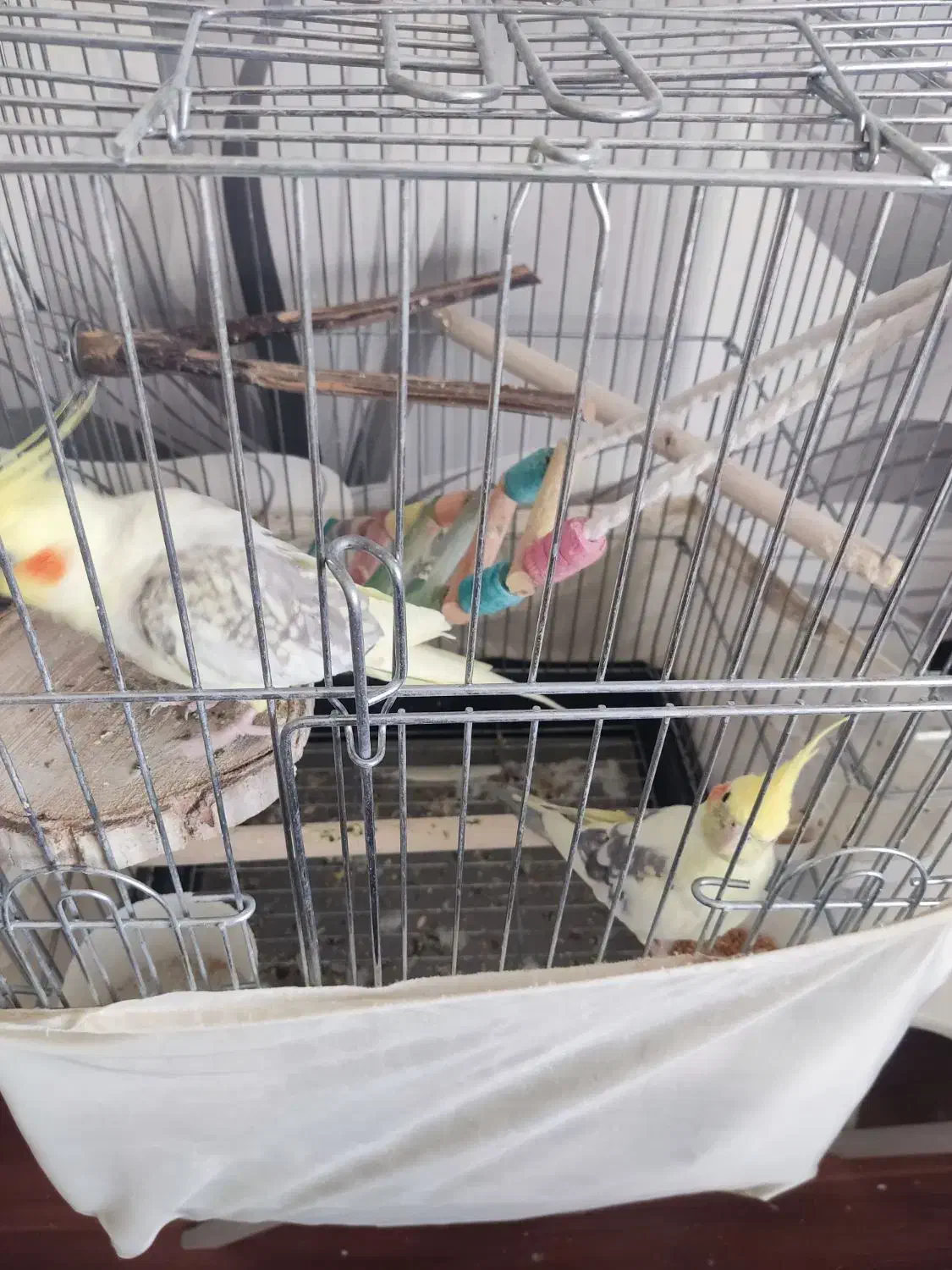 عروس هلندی|پرنده|پرند, فاز ۵|دیوار