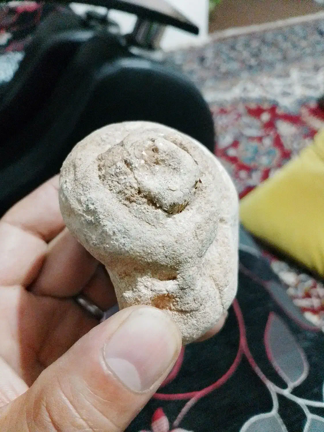 فسیل حلزون|کلکسیون اشیاء عتیقه|شیراز, کوشک میدان|دیوار