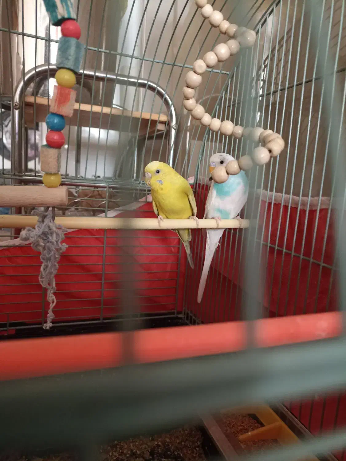 مرغ عشق|پرنده|پردیس, فاز ۸|دیوار