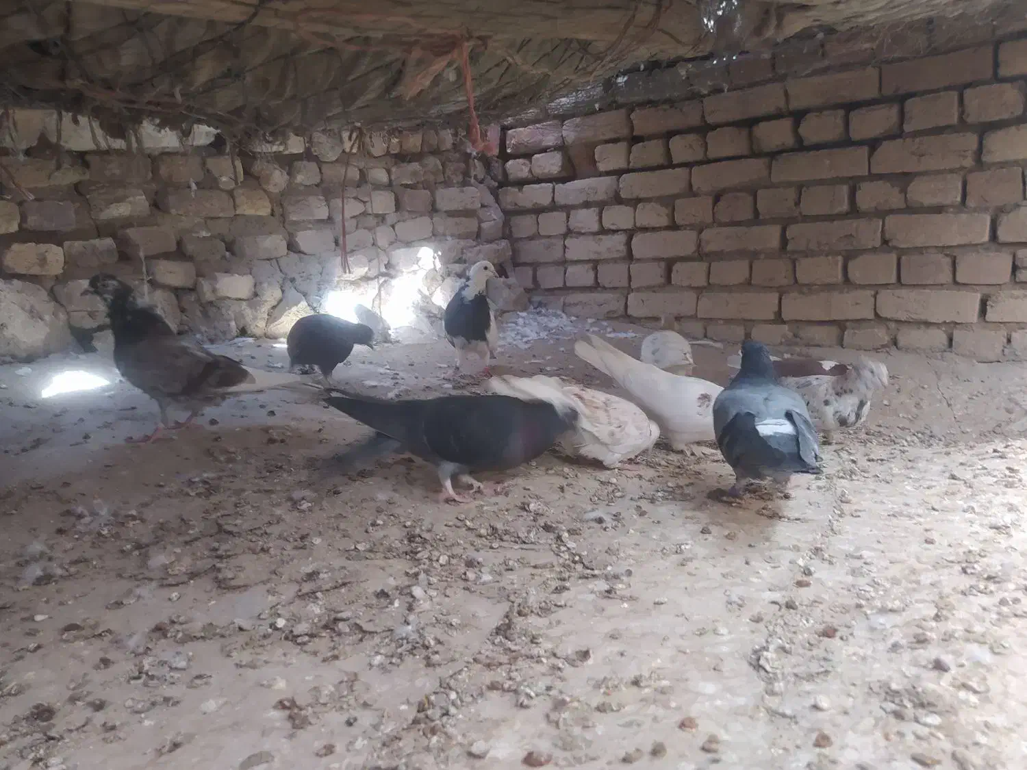 گنجه بر|پرنده|دلیجان, |دیوار